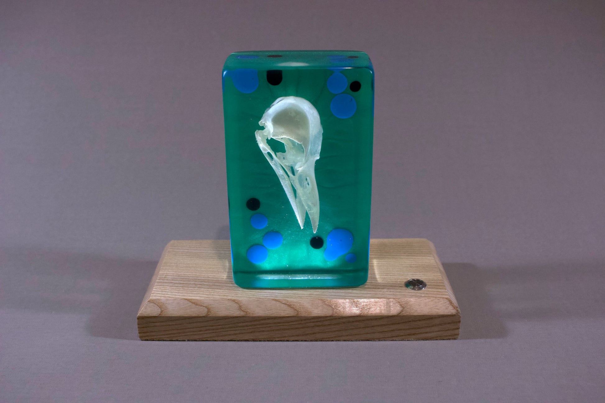 Resin sculpture with a crow skull presented on an illuminated ash wood base