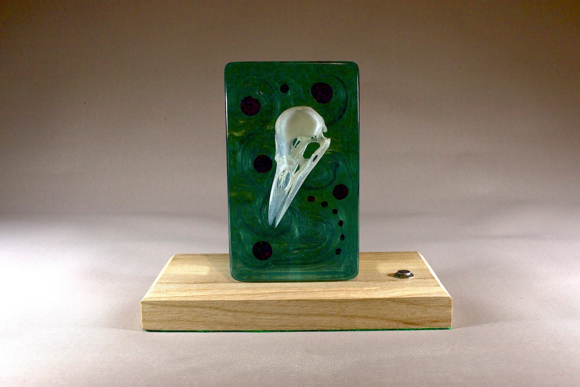 Bird skull in resin. Illuminated against a rich violet background. On a timber base