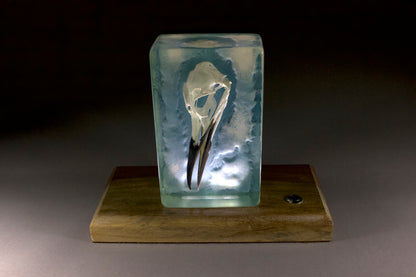 Guillemot on Blue Surf