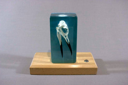 Guillemot on Blue Sea