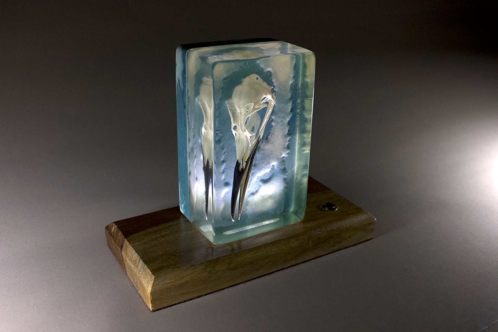 Bird skull in resin . Set against a turbulent ocean background on an illuminated beach wood timber base