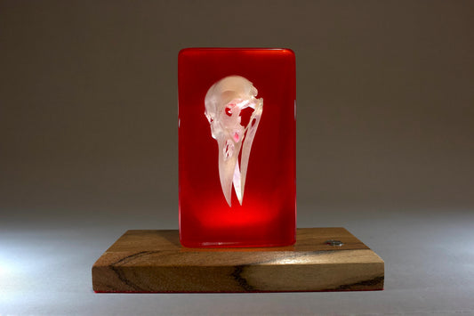 Crow skull in resin . Set against a deep red background on an acacia timber base