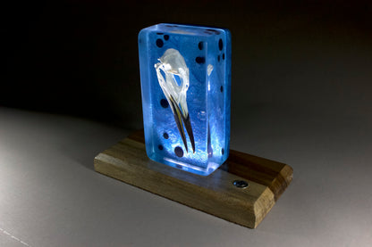 Guillemot on Blue Swirl