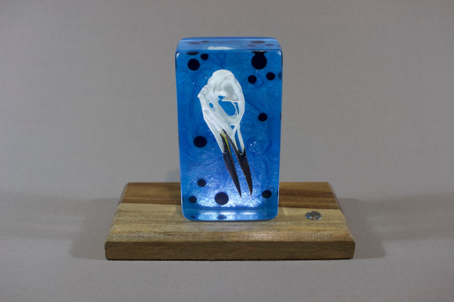 Guillemot on Blue Swirl