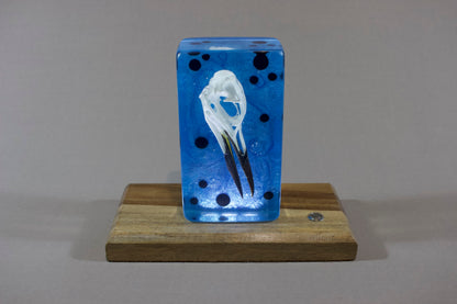 Guillemot on Blue Swirl