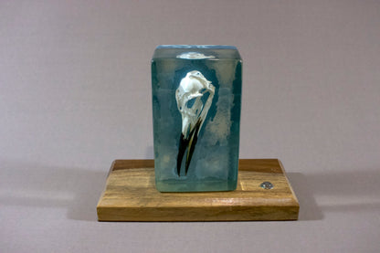 Guillemot on Blue Surf